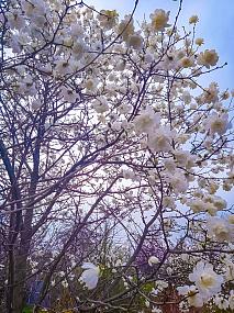 В Воронеже зацвели первые&hellip;